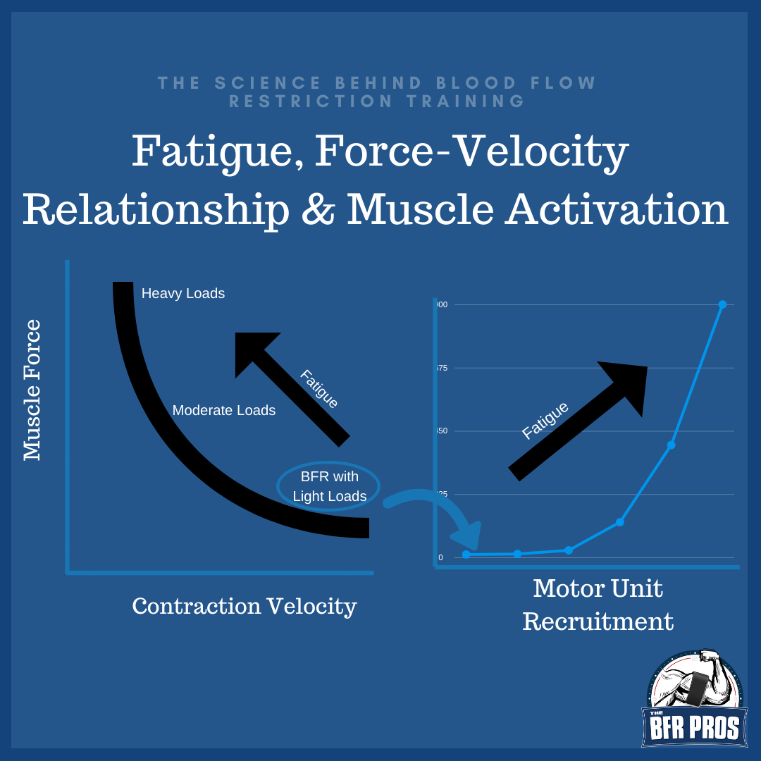 Figure from 'The Science Behind Blood Flow Restriction, Part 3'