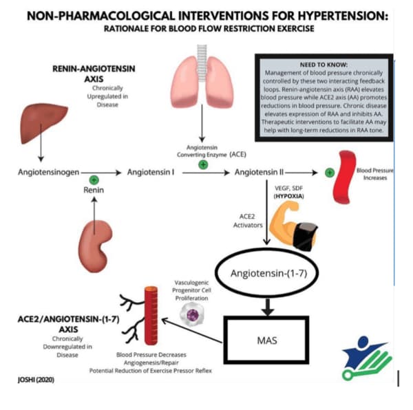 Figure from 'Blood Flow Restriction Training And A Mechanistic Approach To Explaining Hypertension'
