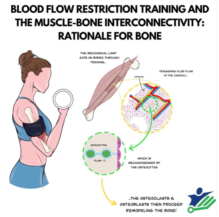Figure from 'BFR and Bone Health: Muscle and Bone Interconnectivity'